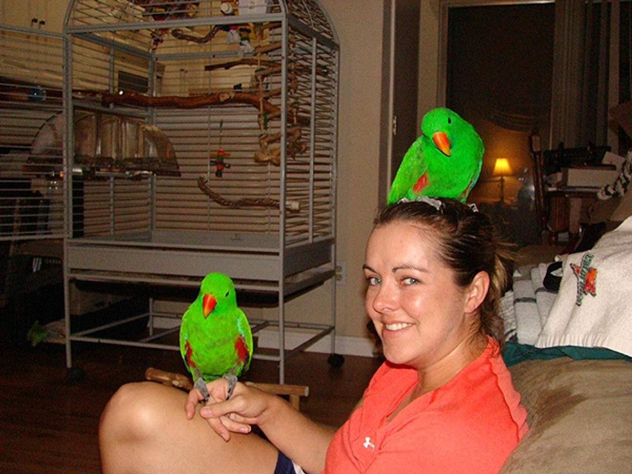 Tigger and Peanut, the "velcro" Eclectus parrots